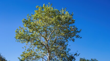 Obraz premium Towering Poplar Trees: Fast-Growing Species with Slender Trunks, Fluttering Leaves, and Iconic Silhouettes, Thriving in Forests, Riverbanks, and Urban Landscapes, Capturing Natural Elegance for Arbori