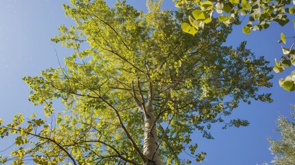 Fototapeta premium Towering Poplar Trees: Fast-Growing Species with Slender Trunks, Fluttering Leaves, and Iconic Silhouettes, Thriving in Forests, Riverbanks, and Urban Landscapes, Capturing Natural Elegance for Arbori