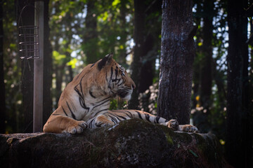 Obraz premium Regal tiger lying on stone ledge in natural habitat setting.