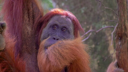 an extreme close up of a male orangutan eating part of a plant stem in the rainforest of gunung leuser national park on sumatra, indonesia