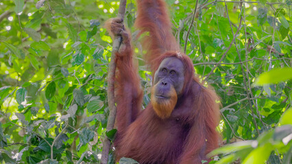 a close up of a male orangutan hanging from a vine in the rainforest of gunung leuser national park on sumatra, indonesia