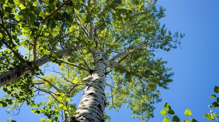 Fototapeta premium Towering Poplar Trees: Fast-Growing Species with Slender Trunks, Fluttering Leaves, and Iconic Silhouettes, Thriving in Forests, Riverbanks, and Urban Landscapes, Capturing Natural Elegance for Arbori