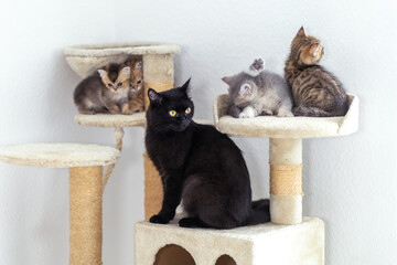 Four playful kittens explore a cat tree while a black cat watches nearby in a cozy indoor space © InfiniteStudio