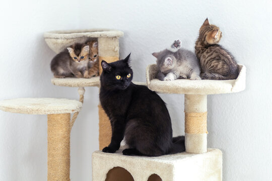 Four playful kittens explore a cat tree while a black cat watches nearby in a cozy indoor space