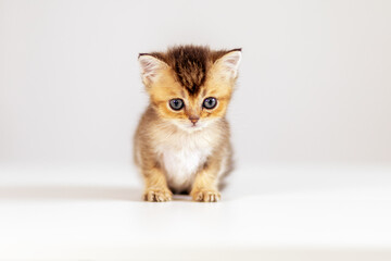Cute kitten poses on a white surface with curious blue eyes looking straight ahead