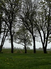 trees in and orchard in the fog