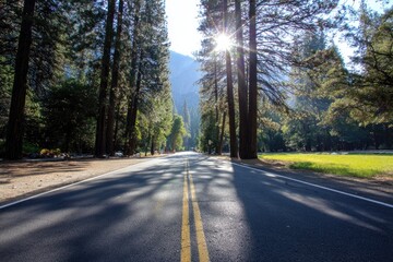 Fototapeta premium Sunny road through a forest