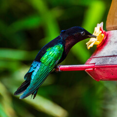 Hummingbird in the Jardins de la Balata in Fort-De-France, Martinique