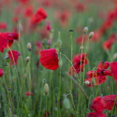Obraz premium Red poppies in a field with raindrops