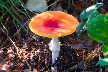 Group Of Fly Agaric fungi With Red Caps On Forest Ground