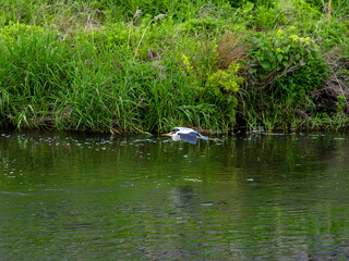 川の上を飛ぶアオサギ