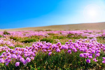 Obraz premium Portland Sea Thrift along Chessil Beach