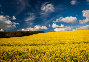 Obraz premium Golden field of flowering rapeseed