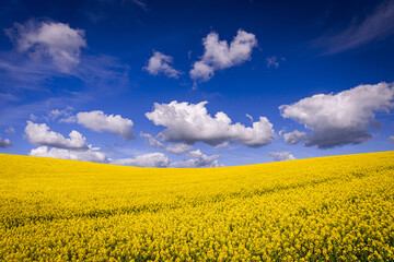 Obraz premium Golden field of flowering rapeseed