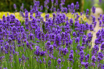 Fototapeta premium Close-up of lush purple lavender flowers