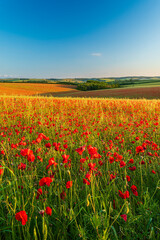 Red poppies in a field with bright sunshine