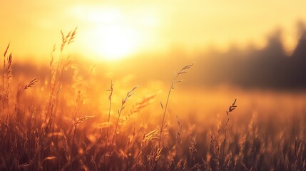 Fototapeta premium A field of tall grass with the sun shining on it