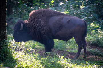 Fototapeta premium An European bison grazing in a sanctuary park