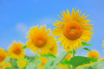 青空とひまわり畑