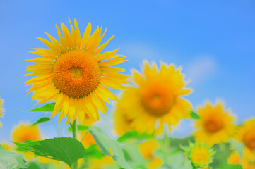 青空とひまわり畑