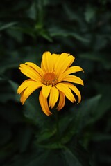 Yellow flower is in the foreground of a green background. Vertical background. Wallpapers phone.
