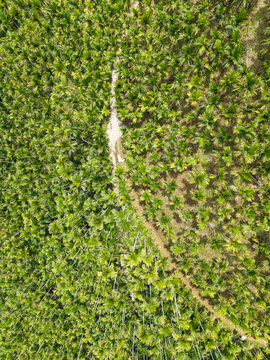 Drone View Betel Nut Palm Plantation Subtropical Farm