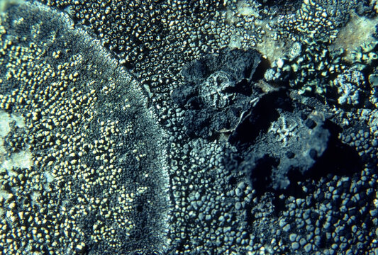 Lichen bacteria colony rocks Blue Ridge Mountains North Carolina film
