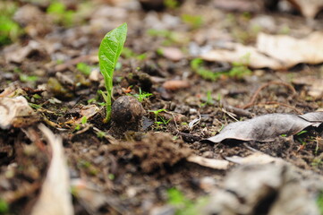mushroom in the forest