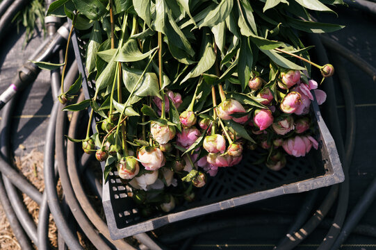 close up of peony flower heads in basket at farm
