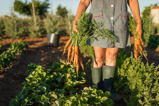 Senior woman holding freshly harvested carrots
