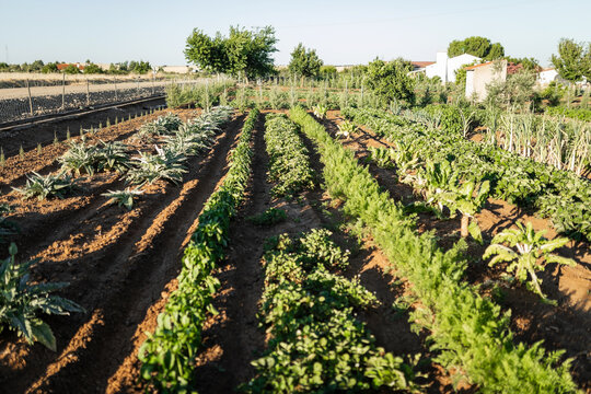 Vegetable garden with seasonal crops