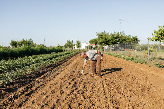 Senior farmer inspecting freshly tilled soil