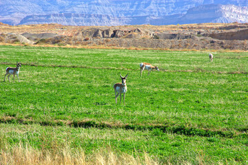 Wild Pronghorn Grazing on the Utah Plains near Green River