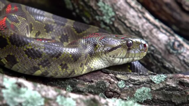 Detailed Close Up of a Green Anaconda on a Tree Branch Camouflaged in Nature