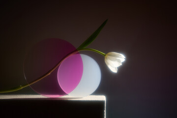 A single white tulip gracefully arches against a dark background.