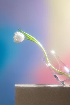 A white tulip in a clear glass vase on a colorful background
