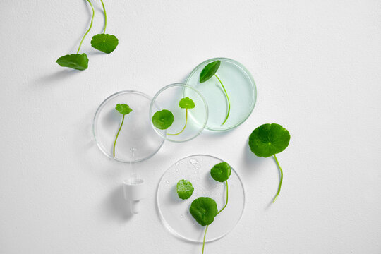 Fresh water pennywort leaves in petri dishes, a skincare