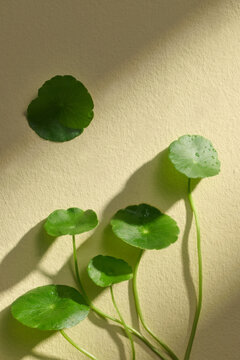 An overhead view captures pennywort leaves on yellow background