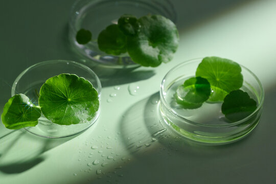 Green leaves in petri dishes with water droplets