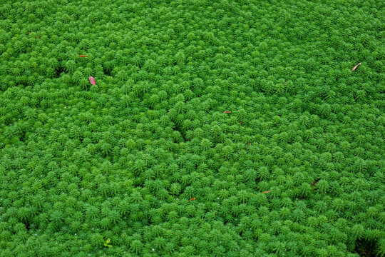 Lush Green Ground Cover Thriving in Natural Environment