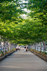 鎌倉25727　鶴岡八幡宮6　段葛