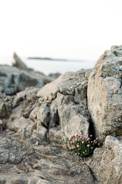 Flowers growing upon rocks by the sea