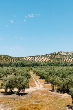rows of olive trees in southern Spain