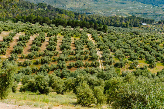 expanse of olive trees, aligned in rows, in Spain