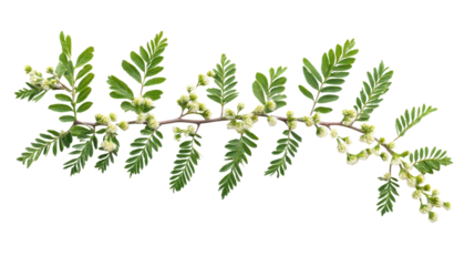 Mimosa branch, flowers and leaves, Acacia dealbata, isolated on white background
