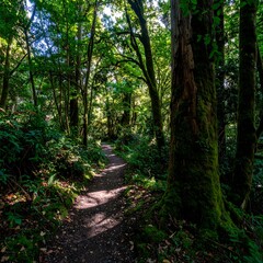 Fototapeta premium Sun-drenched forest path