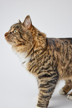 Fluffy tabby cat in studio