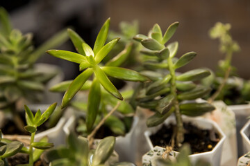 green plant in the garden