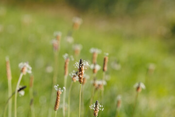 Ribwort plantain aka Plantago lanceolata