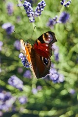 Butterfly is flying over a field of purple flowers. Vertical background, wallpapers.